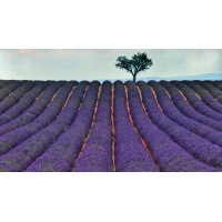 Moods of Provence Collection